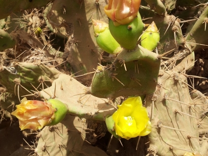 Les cactus de l'Ile de N'Gor