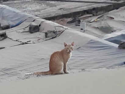 Chat..lut des toits de Guédiawaye  Février 2020