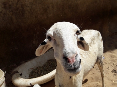  mouton de Guédiawaye  Février 2020