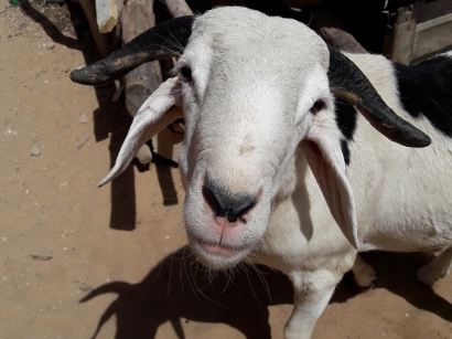 mouton de Guédiawaye  Février 2020